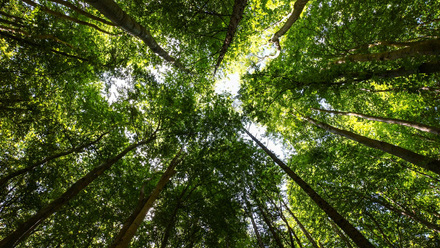 Forest canopy looking up - CLIMATE CAMPAIGN ONLY.jpg